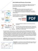 Descarboxilación Oxidativa Del Piruvato - Ciclo de Krebs