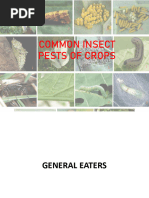 Insect Pests of Crops