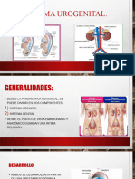 Sistema Urogenital