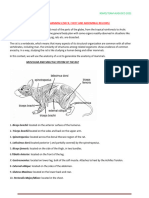 James' Dissection Notes