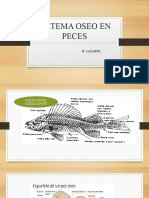 Sistema Oseo en Peces