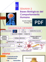 Psicología REPASO - BASES BIOLÓGICAS