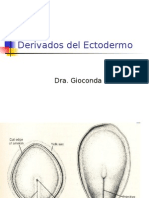 Derivados Del Ectodermo