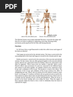 Skeletal System