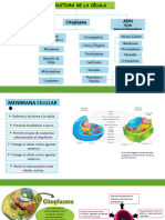 CELULA VEGETAL Y ANImAL Y SUS ORGANELOS Parte 1
