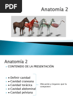 3 Anatomia 2