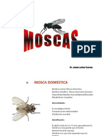 Moscas