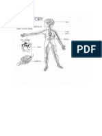 Anatomy and Physiology of The Lungs