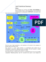 Lipid Catabolism Summary