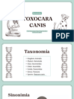 Toxocara Canis