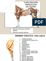 Clase Miologia Anatomia 2