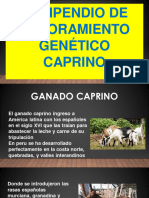 Caprino 24 Compendio de Mejoramiento Genético 2