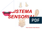 Sistema Sensorial Completo