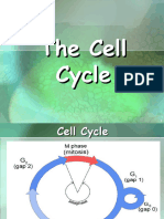 Cell Cycle Cell Division Pandemic