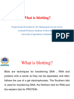 Northern and Southern Blotting