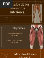 Musculos de Los Miembros Inferiores