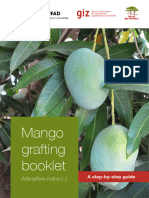 Mango Grafting - Web Version