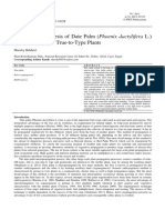 Direct Organogenesis of Date Palm Phoeni