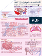 Infografía Sistema Cardiovascular - 20240520 - 211402 - 0000