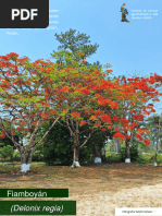 Flamboyan (Delonix Regia)