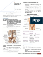 Anterior Abdominal Wall