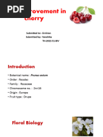 Crop Improvement in Cherry