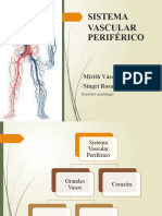 Vascular P Eriferico