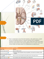 Cranial Nerves