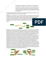 Esqueleto Apendicular Extremidades Superiores e Inferiores y Sus Extremidades