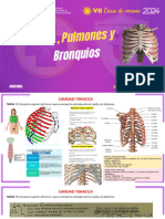 Anatomia Pleura Pulmones Bronquios