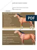 APO 3 Topografía Del Miembro Torácico Equino