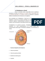 Tema 4