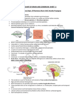 Brain and Cerebrum