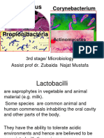 12 - 2022 Lactobacilli, Corynebacteria