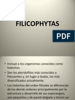 FILICOPHYTAS