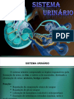 Sistema Urinário - ppt-1