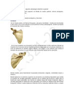 3 Osteologia Miembro Superior