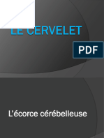 4-L'Ã©corce cÃ©rÃ©belleuse