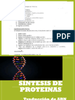 Sintesis de Proteinas 24