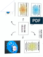 Esquema Procariota y Eucariota