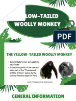 Yellow Tailed Woolly Monkey