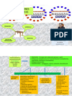 Orientaciones Pedagógicas