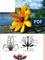 Anatomia Da Flor 