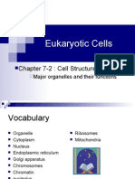 Eukaryotic Cells: Chapter 7-2: Cell Structure