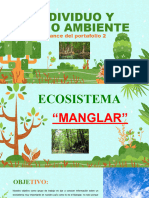 Avance 2 - Manglar