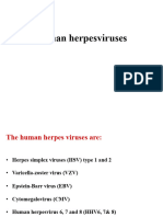 #6 Human Herpesviruses