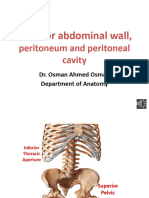 1 Anerior Abdominl WLL Os Witout Record