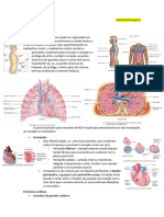 Anatomia 