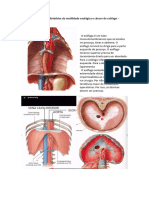 Cirurgia Hérnia Hiatal, Disturbios de Motilidade e Refluxo