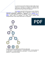 Diferenciacion Celular, Mitosis y Meiosis